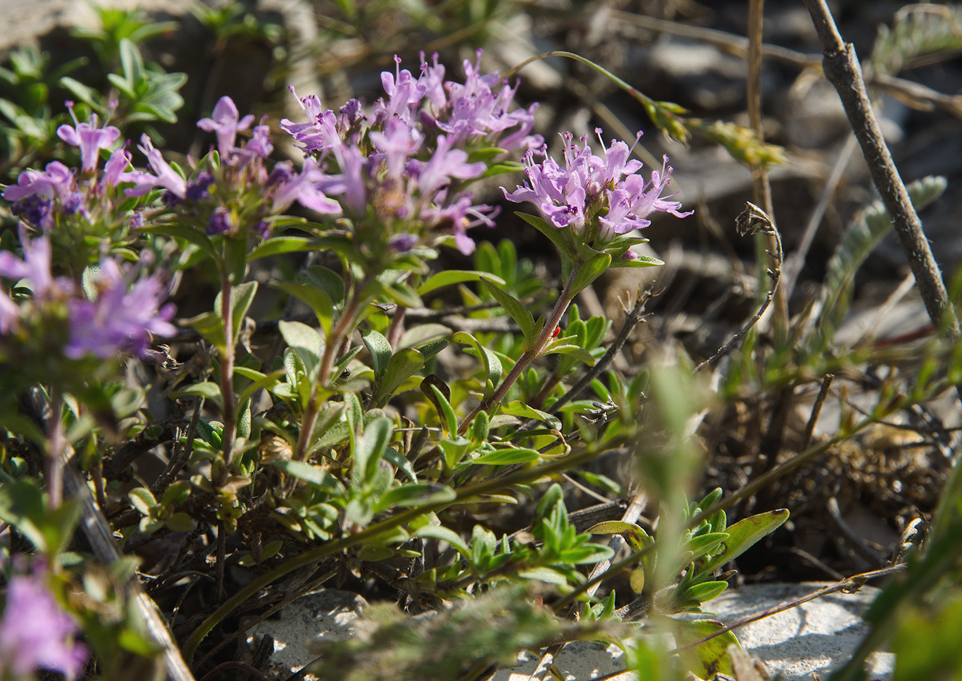 Image of genus Thymus specimen.