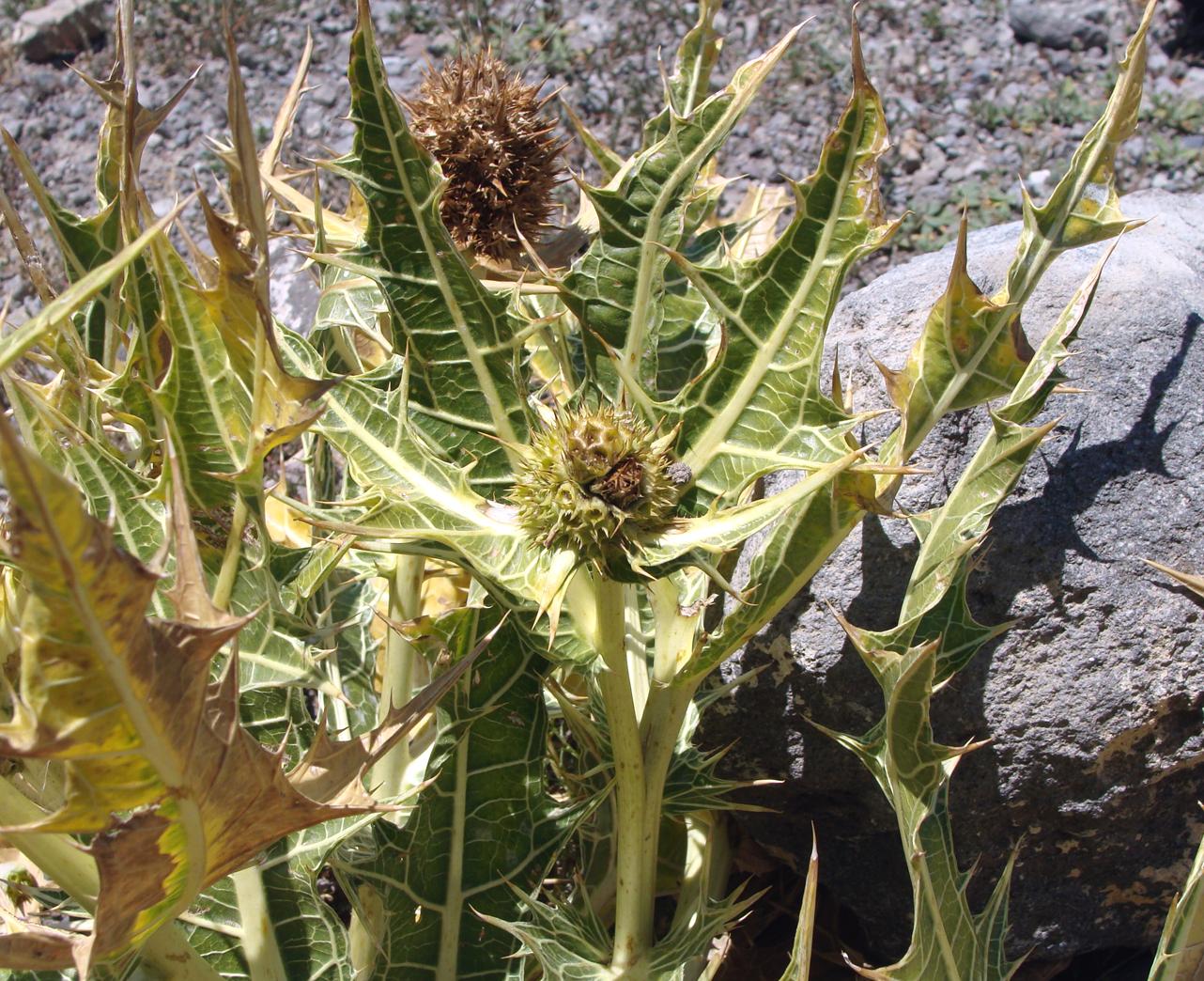 Image of genus Gundelia specimen.