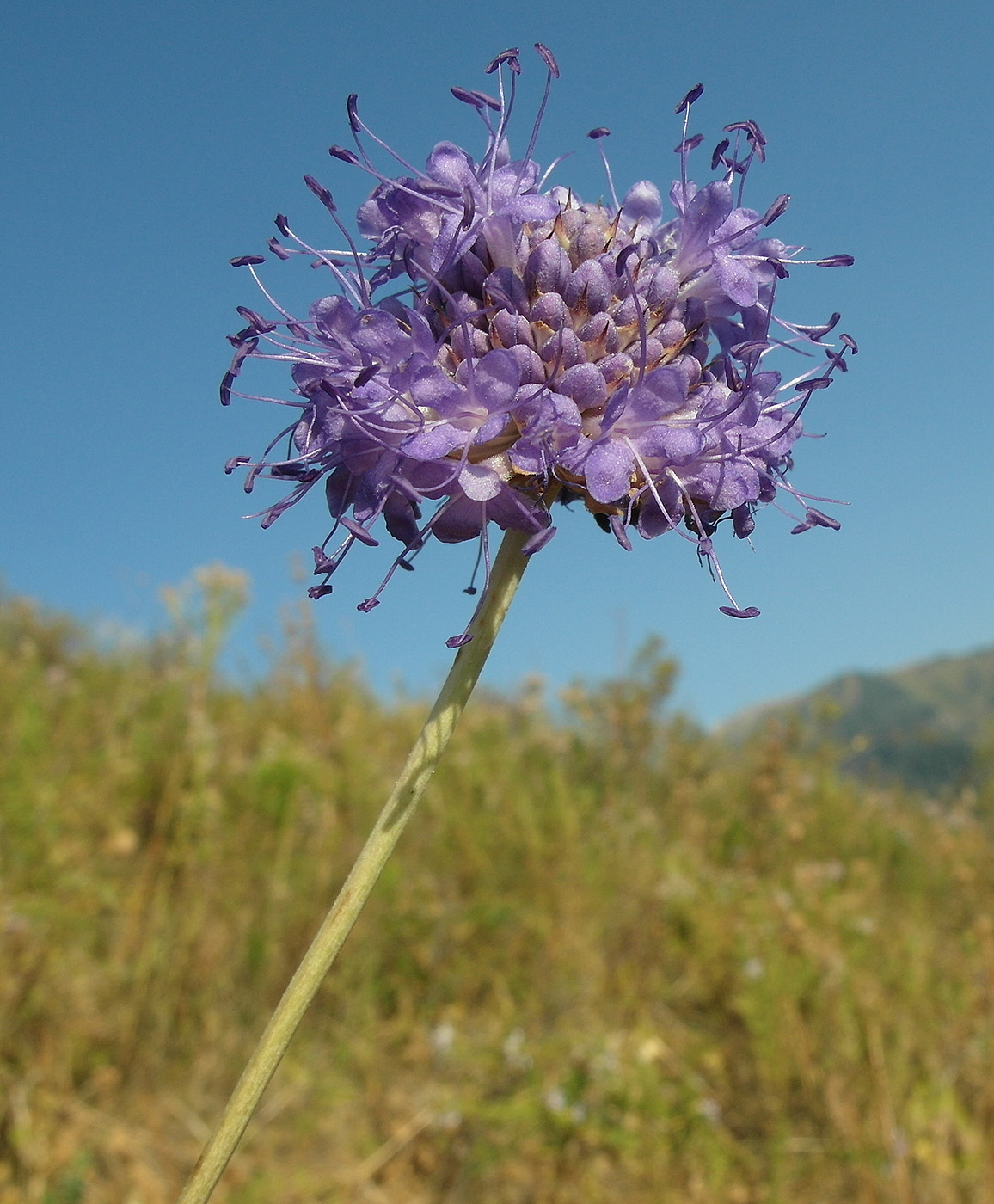 Изображение особи Dipsacus dipsacoides.