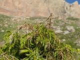 Juniperus hemisphaerica