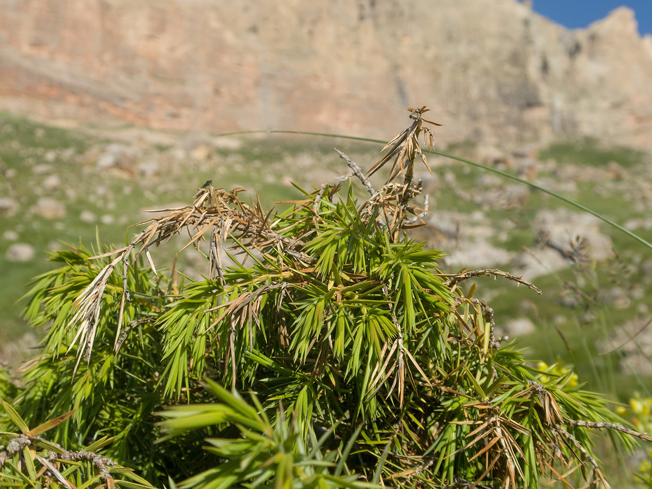 Изображение особи Juniperus hemisphaerica.
