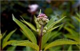 Eupatorium purpureum. Верхушка побега с бутонизирующими соцветиями. Московская обл., Раменский р-н, окр. дер. Хрипань, садовый участок. 12.07.2026.