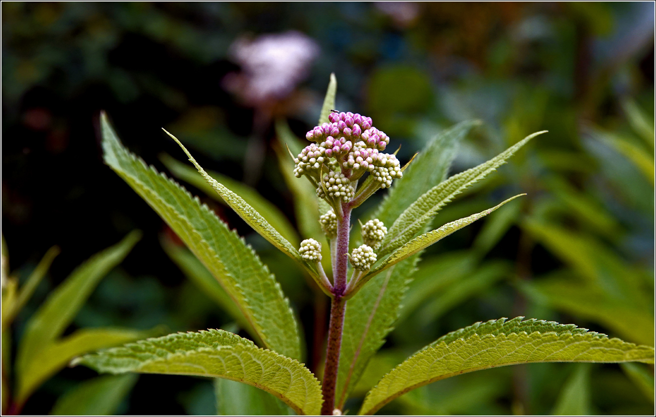 Image of Eupatorium purpureum specimen.