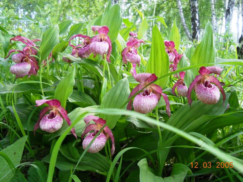 Изображение особи Cypripedium &times; ventricosum.