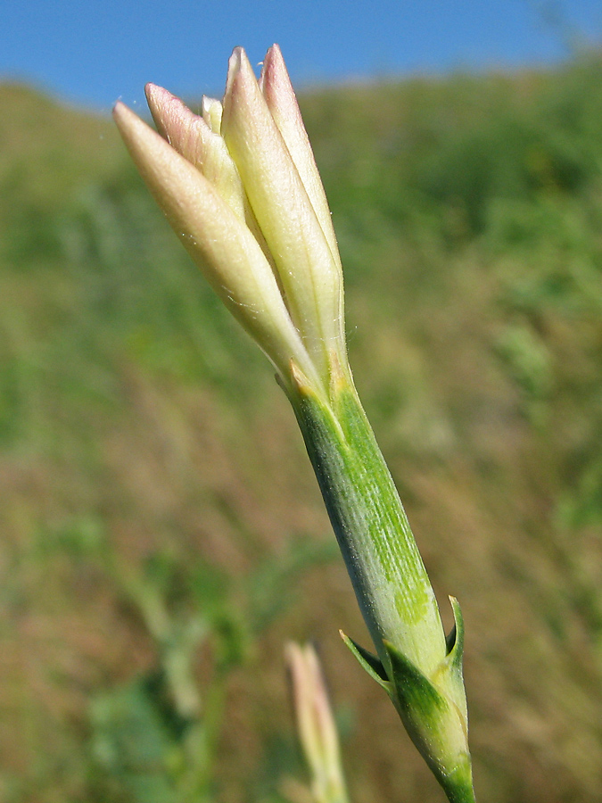 Изображение особи Dianthus elongatus.