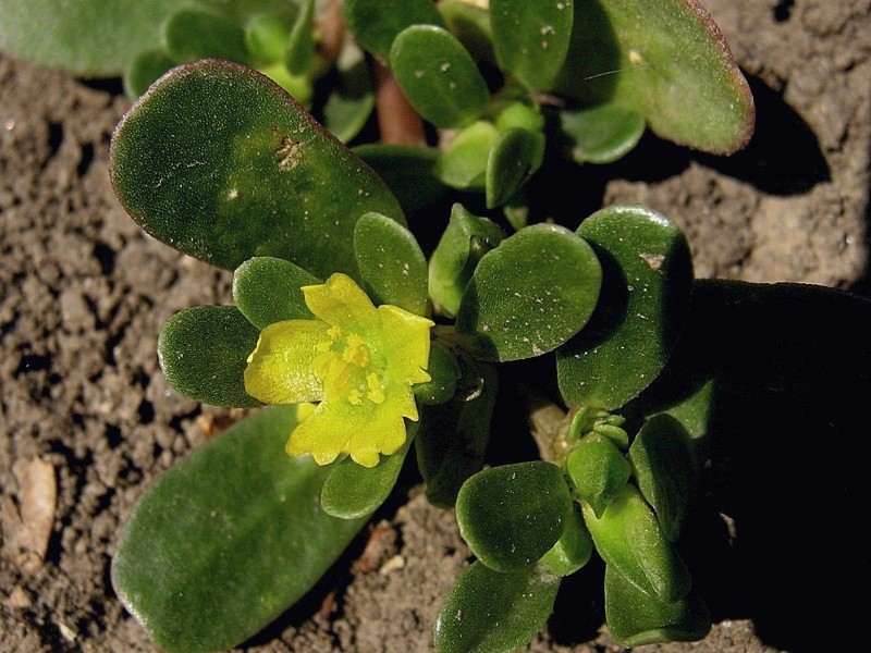 Image of Portulaca oleracea specimen.