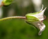 Geranium krylovii