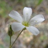 genus Eremogone. Цветок. Бурятия, окр. Гусиноозерска. 12.07.2009.