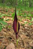 Arum elongatum. Соцветие. Горный Крым, Долгоруковская яйла (зап. склон). 20 июня 2011 г.