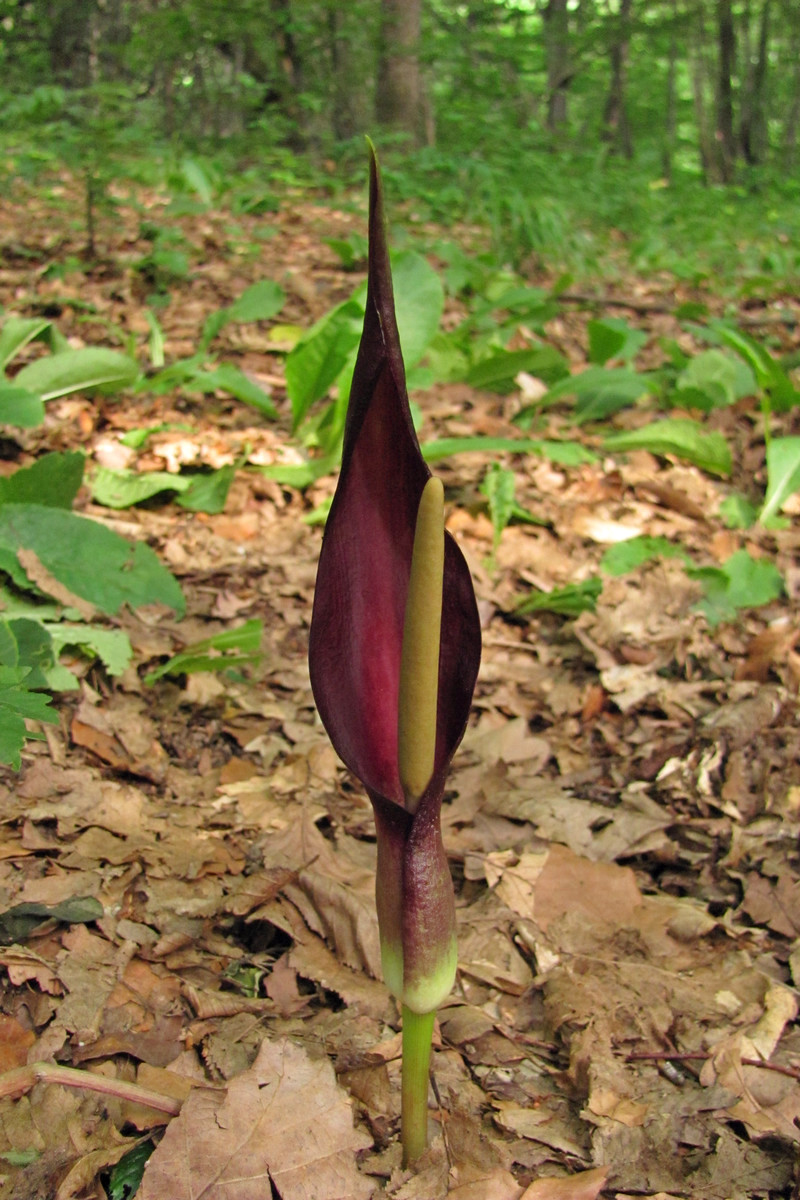 Изображение особи Arum elongatum.