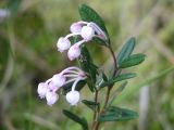 Andromeda polifolia