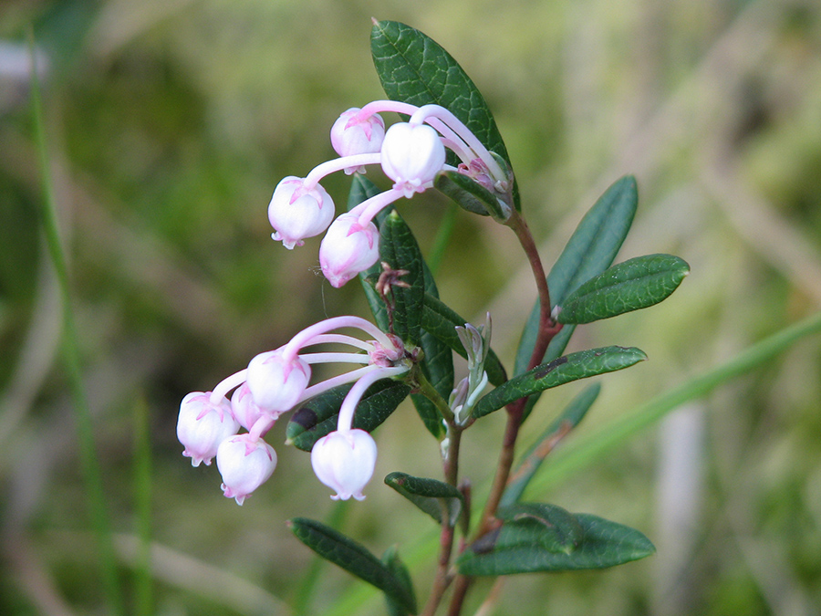 Изображение особи Andromeda polifolia.