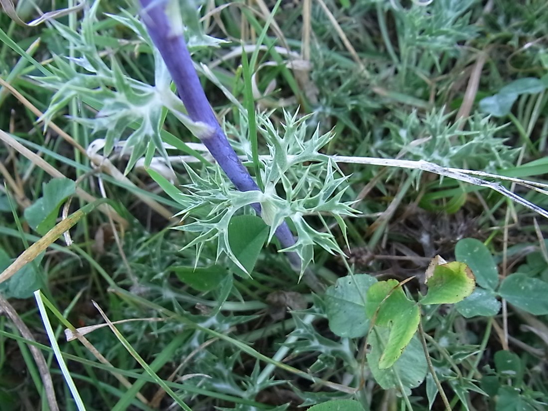 Изображение особи Eryngium × chevalieri.