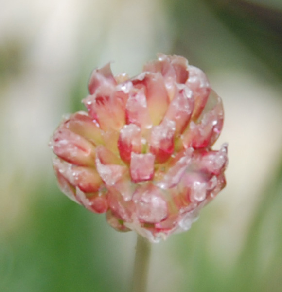 Image of genus Armeria specimen.