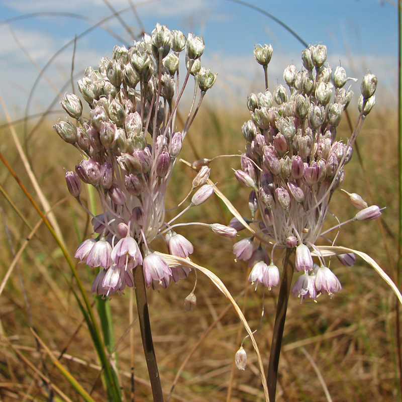 Изображение особи Allium paniculatum.