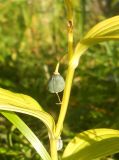 Polygonatum odoratum