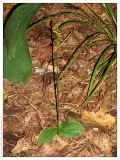 Neottianthe cucullata. Зацветающее растение. Республика Татарстан, Волжско-Камский заповедник, 15.07.2005.