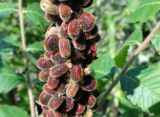Rhus coriaria. Часть соплодия. Черноморское побережье Кавказа, щель Прасковеевская, опушка светлого соснового леса на склоне. 24.08.2011.