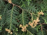 Thuja occidentalis