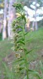 Epipactis persica. Соцветие. Крым, окр. Ялты, гора Лапата, сосновый лес. 9 июля 2011 г.