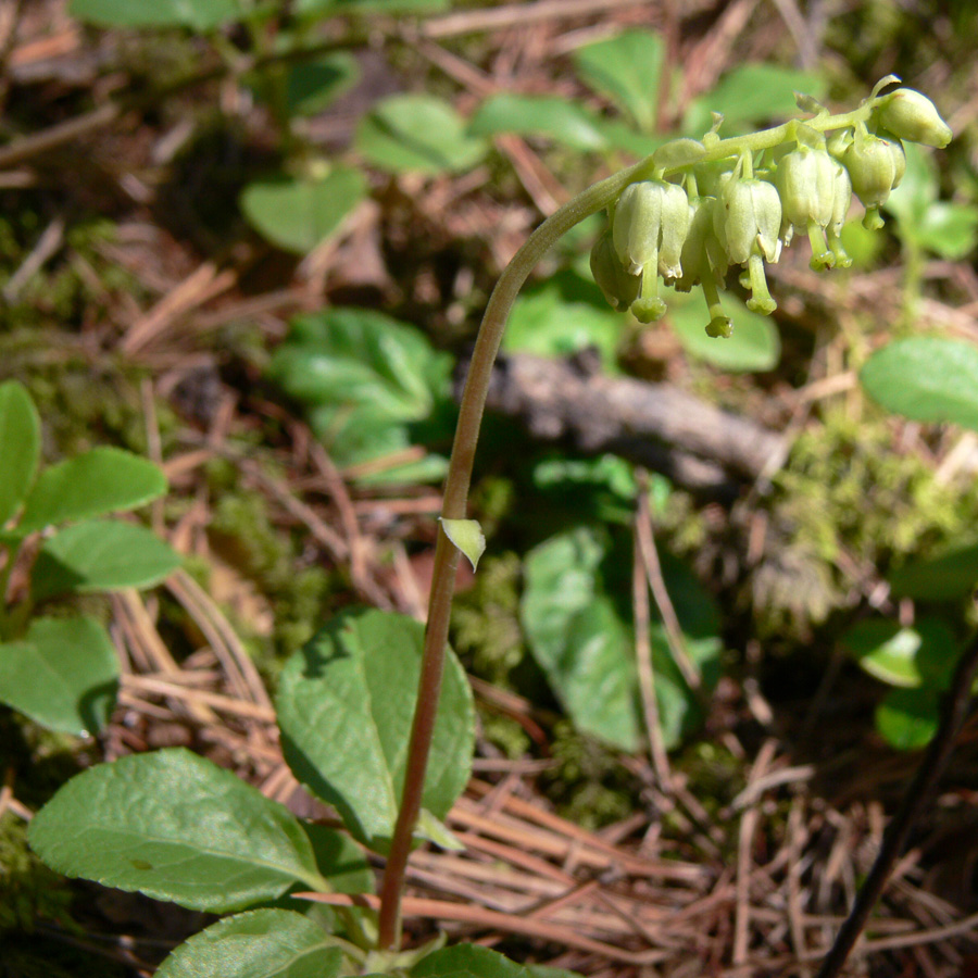 Изображение особи Orthilia secunda.