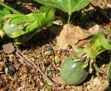 Passiflora edulis. Часть побега с плодами и усиками. Израиль, Шарон, окр. г. Герцлия, живая изгородь вокруг апельсинового сада. 23.08.2011.