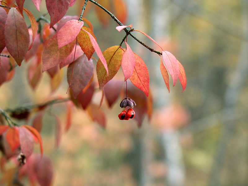 Изображение особи Euonymus verrucosus.