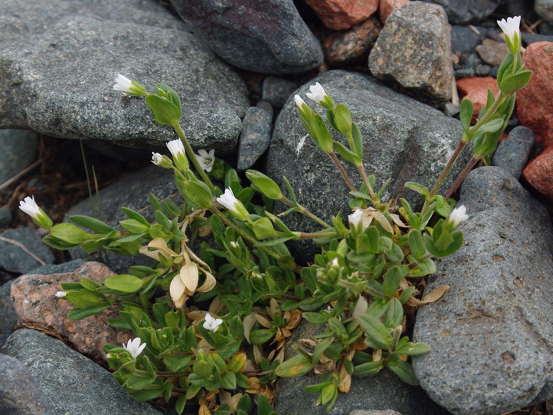 Image of Cerastium tianschanicum specimen.