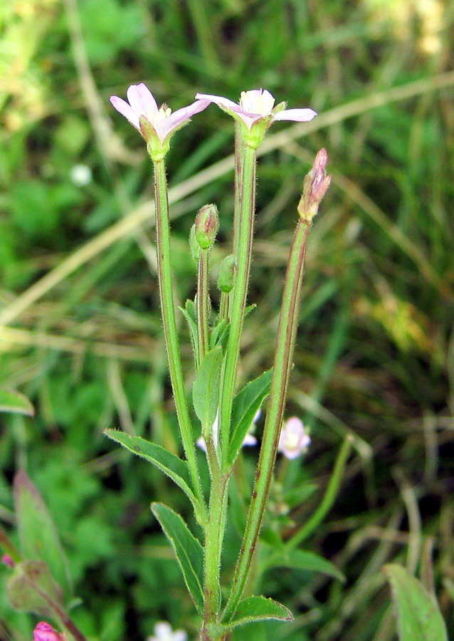 Изображение особи род Epilobium.