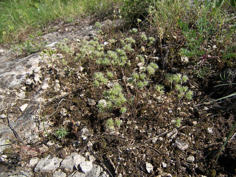 Image of Queria hispanica specimen.