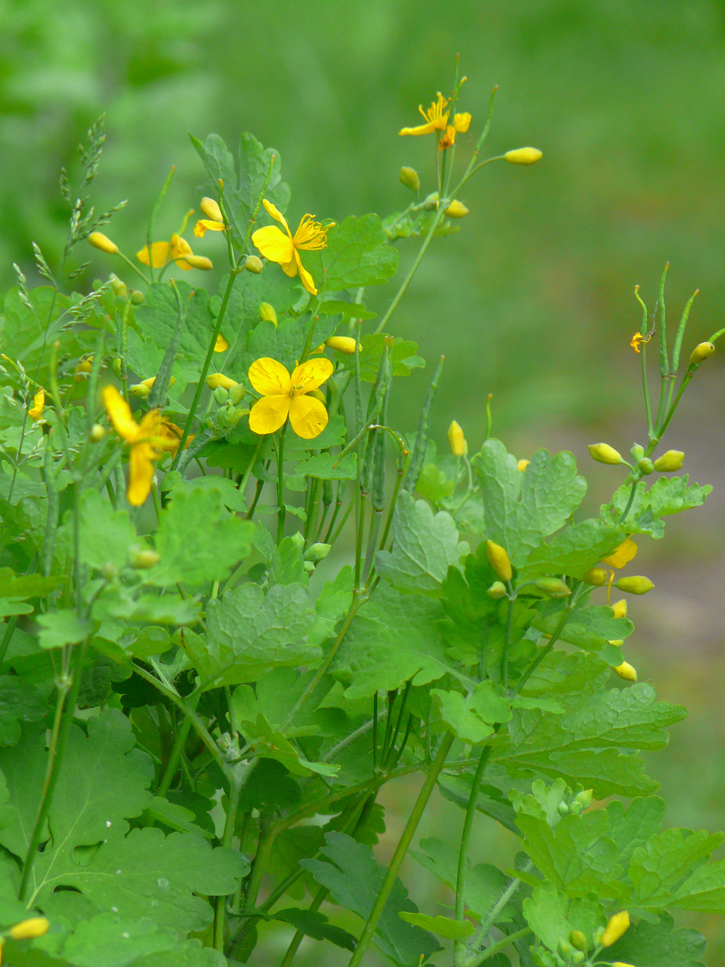 Изображение особи Chelidonium majus.