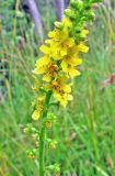 Agrimonia eupatoria