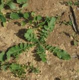 Brassica sisymbrioides