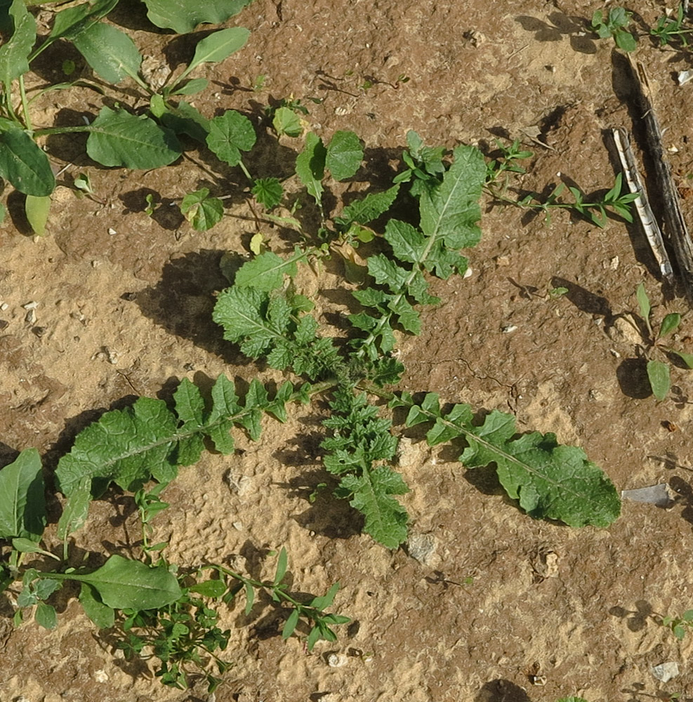 Image of Brassica sisymbrioides specimen.