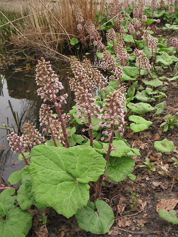 Изображение особи Petasites hybridus.