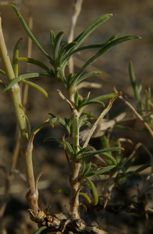 Изображение особи Silene syreitschikowii.