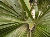 Washingtonia filifera