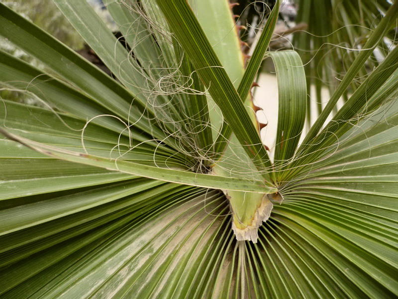 Image of Washingtonia filifera specimen.