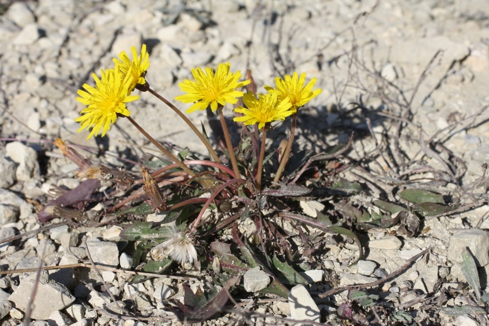 Image of Taraxacum bessarabicum specimen.