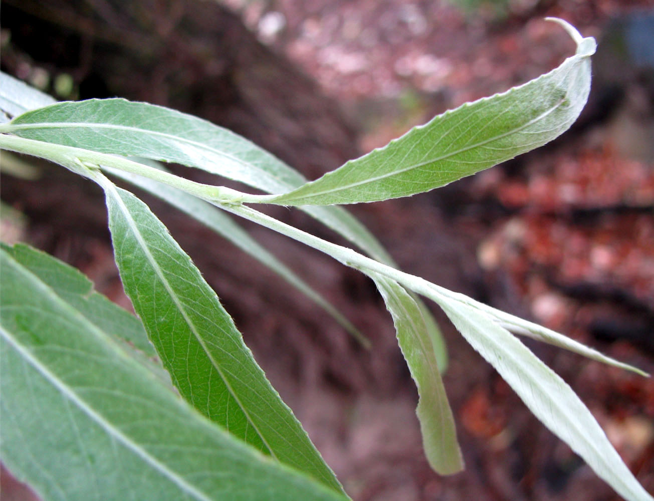 Изображение особи Salix &times; fragilis.