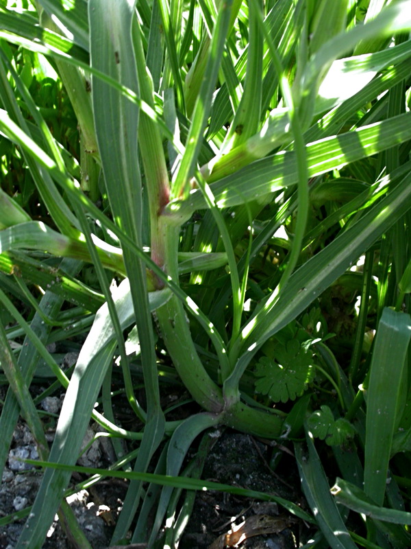 Image of Tragopogon dubius ssp. major specimen.