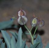 Rindera tetraspis