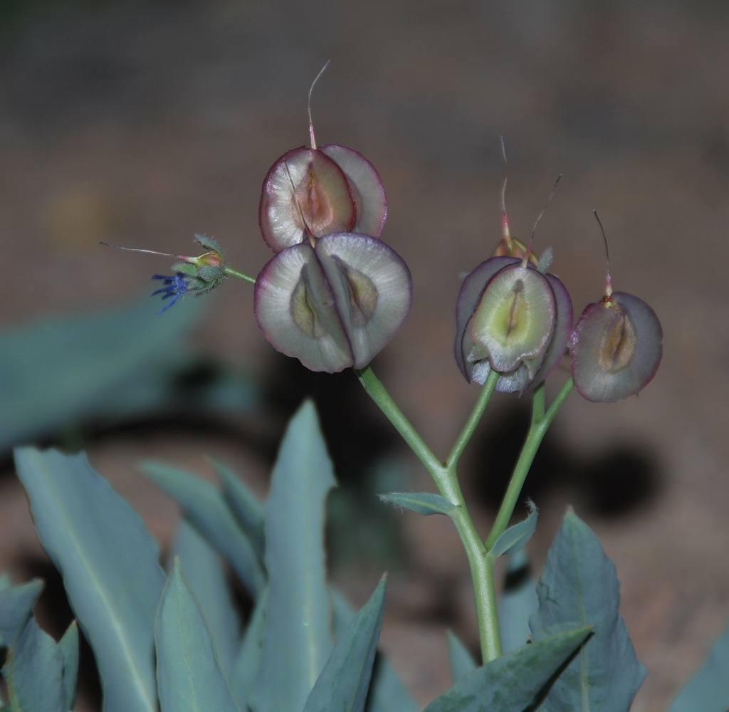 Изображение особи Rindera tetraspis.