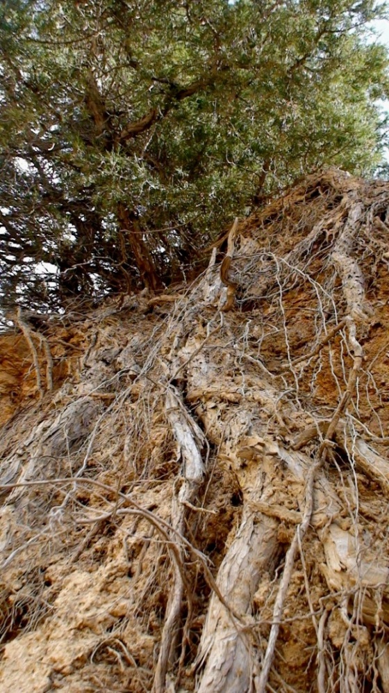 Image of Juniperus polycarpos specimen.