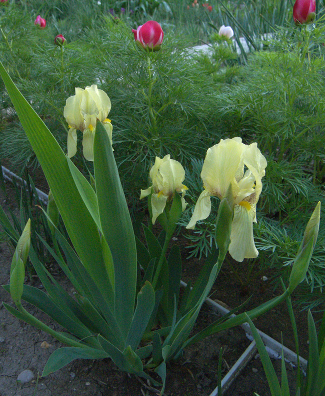 Image of Iris imbricata specimen.