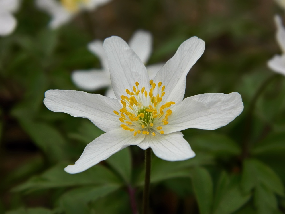 Изображение особи Anemone nemorosa.