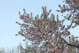 род Prunus