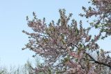 genus Prunus. Цветущая ветвь. Узбекистан, г. Ташкент, Ботанический сад им. Ф.Н. Русанова. 07.04.2012.