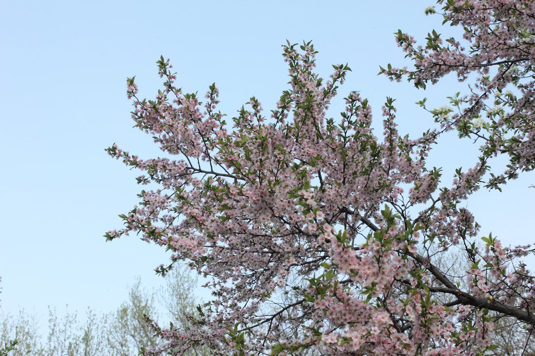 Image of genus Prunus specimen.