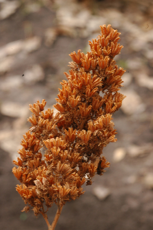Image of Sorbaria sorbifolia specimen.